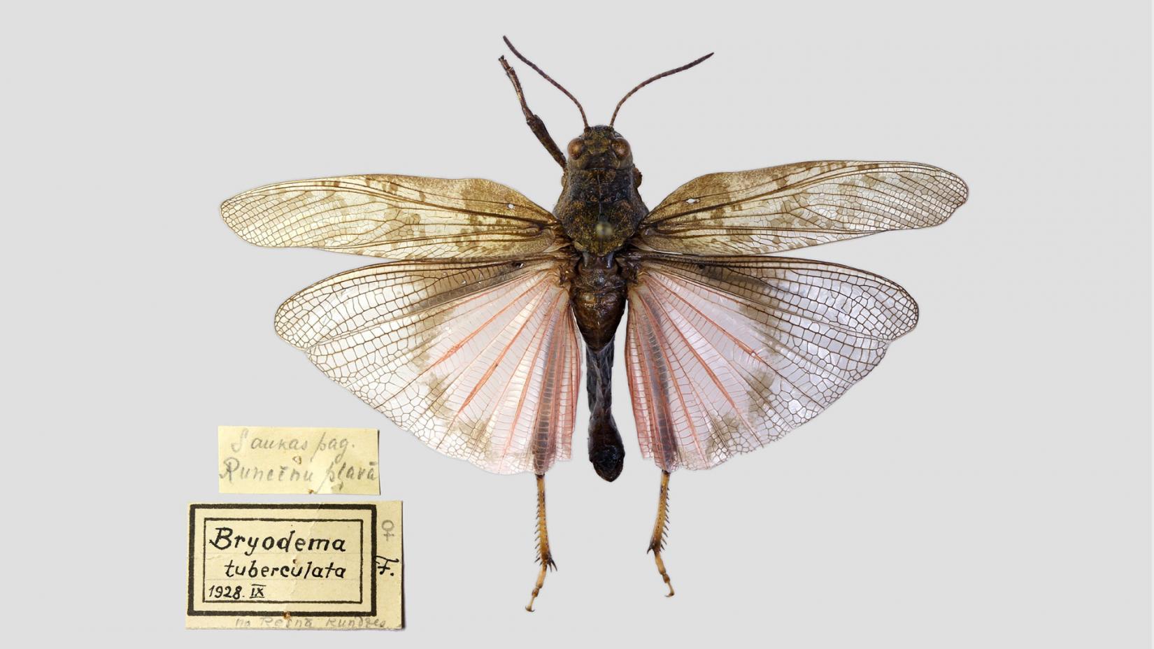 Трещотка ширококрылая  (Bryodemella tuberculata)