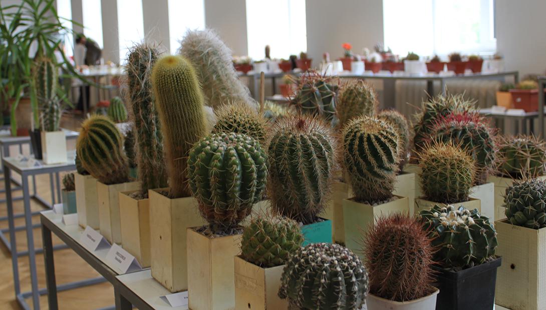 Izstāde „Kaktusi un citi sukulenti 2015”
