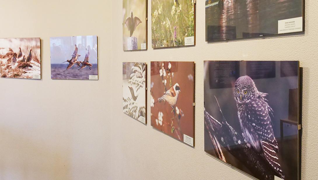 Photo exhibition "My bird 2019"