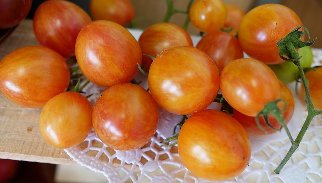 Exhibition "Tomatoes 2018"