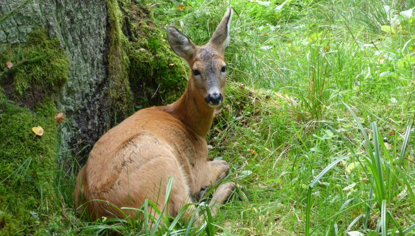 Animal of the year 2024 the roe deer