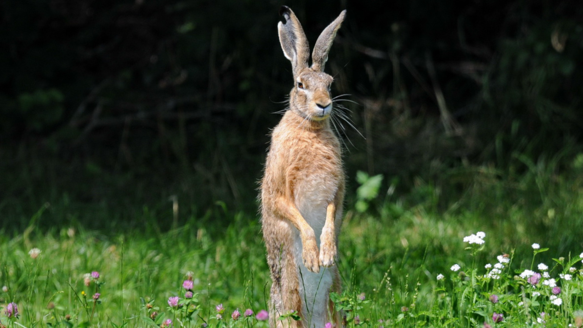 Животными года 2021 заяц-русак и заяц-беляк | Латвийский Национальный музей  природы