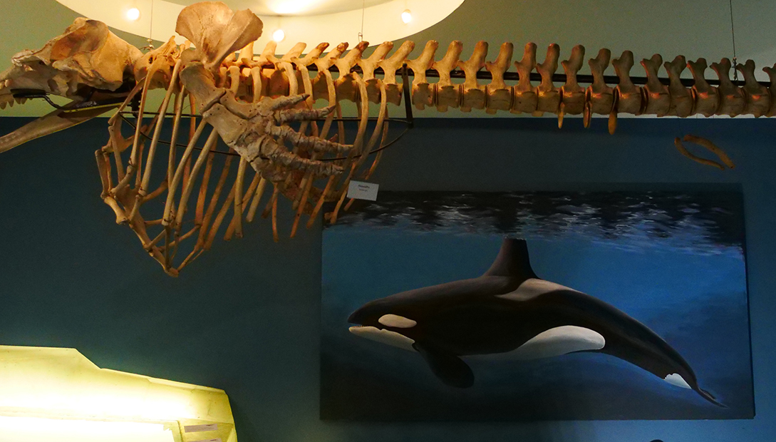 Ekspozīcija „Dzīvība jūrās no ziemeļiem līdz dienvidiem” - plēsoņdelfīna gleznojums