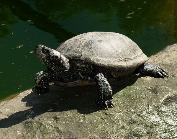 Eiropas purva bruņurupucis. Foto - M. Pupins