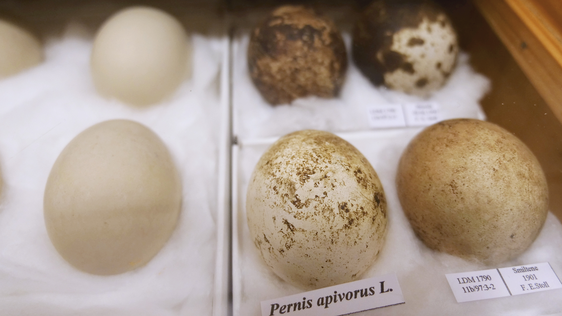 Ķīķa olas, kas ievāktas 1901. gadā Smiltenes pusē