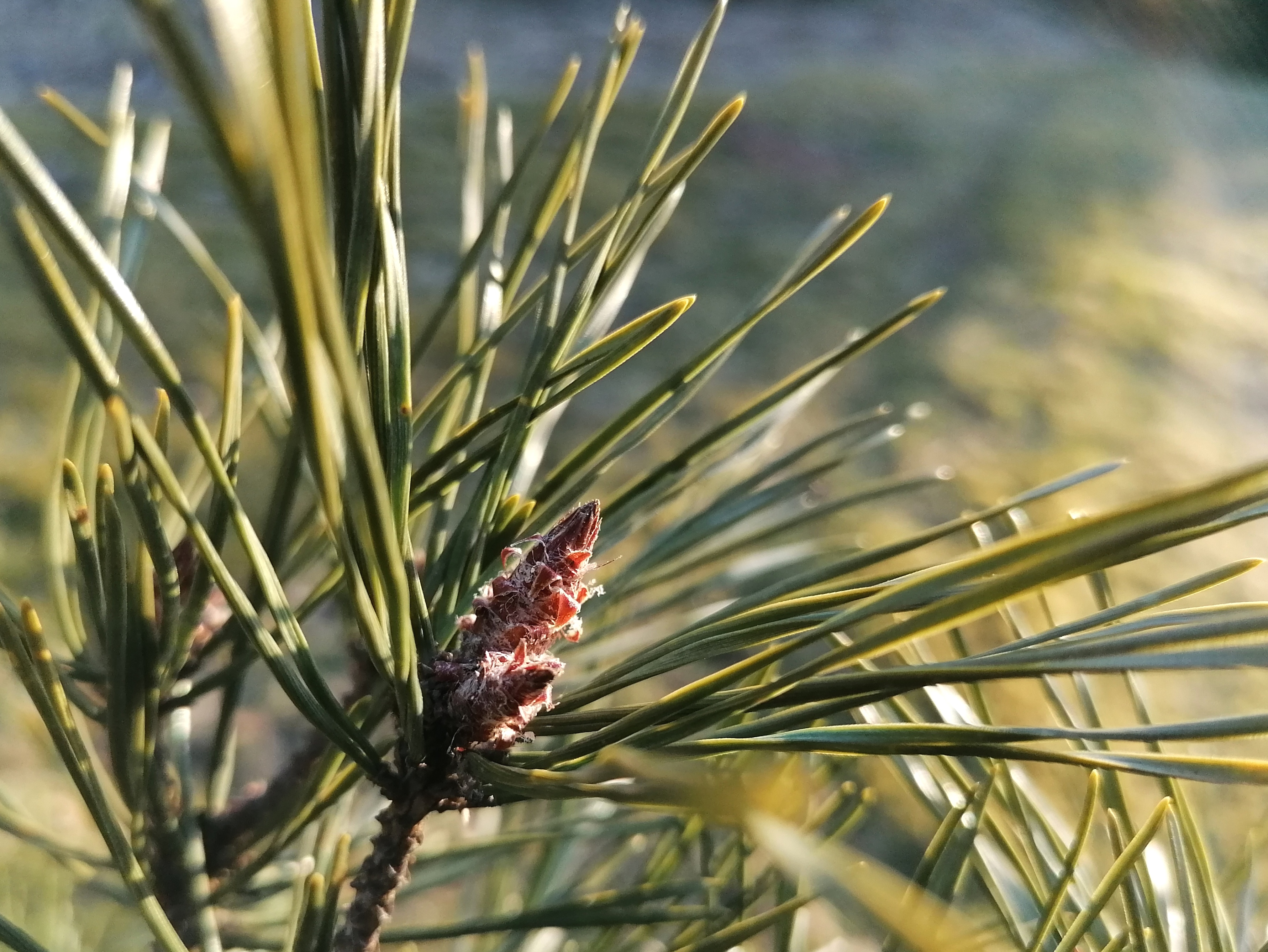 Parastā priede Pinus sylvestris