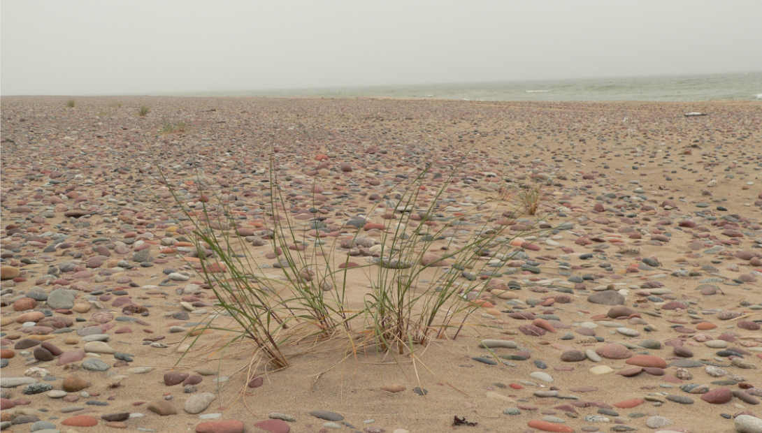 Oļaina pludmale. Foto - LDM arhīvs