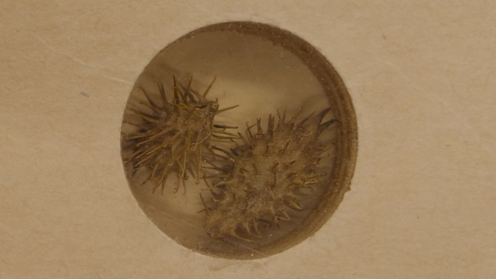 Dziedzerainā smaildadža (Xanthium strumarium) sēklu paraugs no Alfrēda Rasiņa sēklu kolekcijas