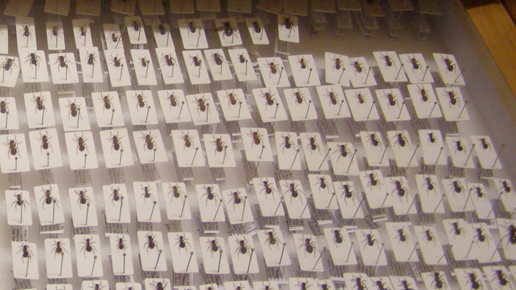 Latvijas Dabas muzeja entomoloģiskā krājuma skudru kolekcijas kaste