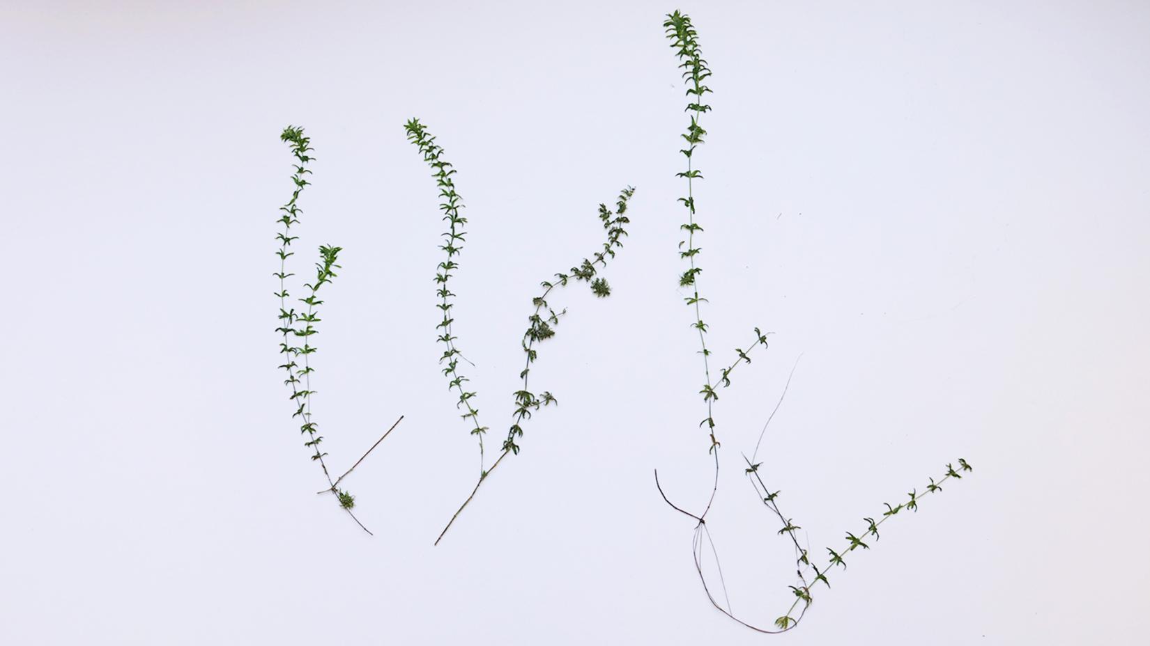 Гидрилла мутовчатая (Hydrilla verticillata)