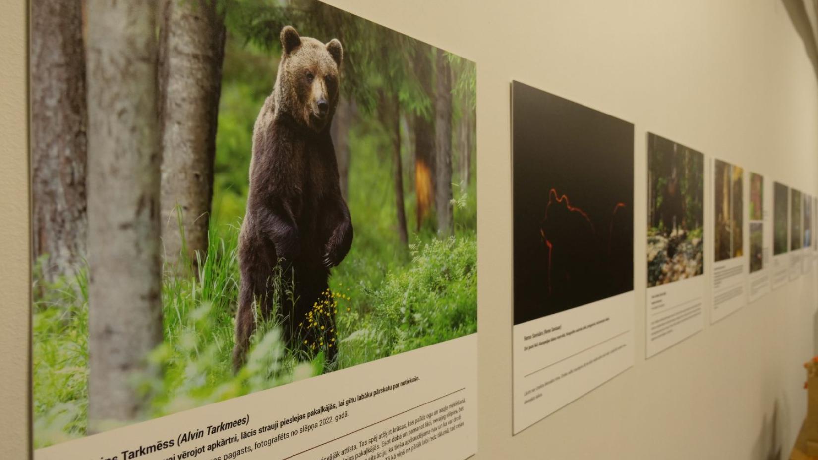 Photo exhibition “Our Neighbour – The Brown Bear”