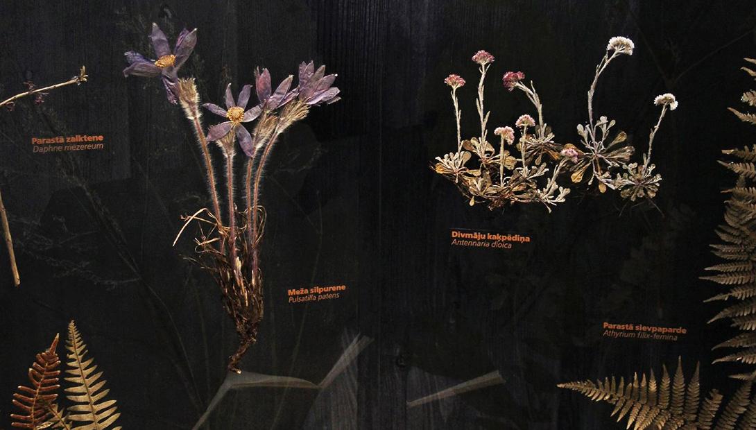Exhibition "Plants and Fungi of Latvia"