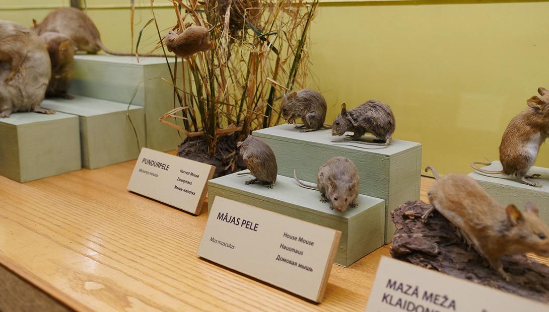 Экспозиция «Млекопитающие Латвии»