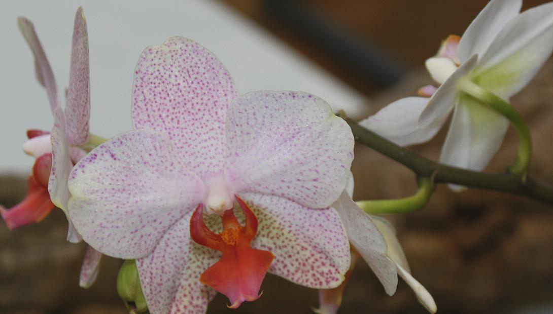 Izstāde „Orhidejas un citi eksotiskie augi 2017”