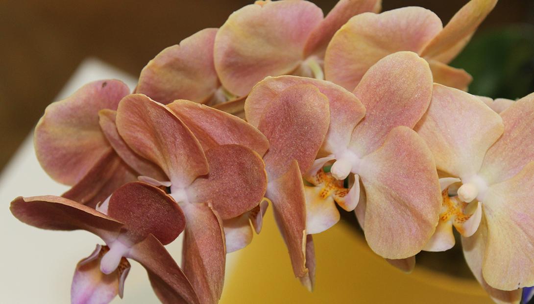 Exhibition "Orchids and other exotics plants 2016" 