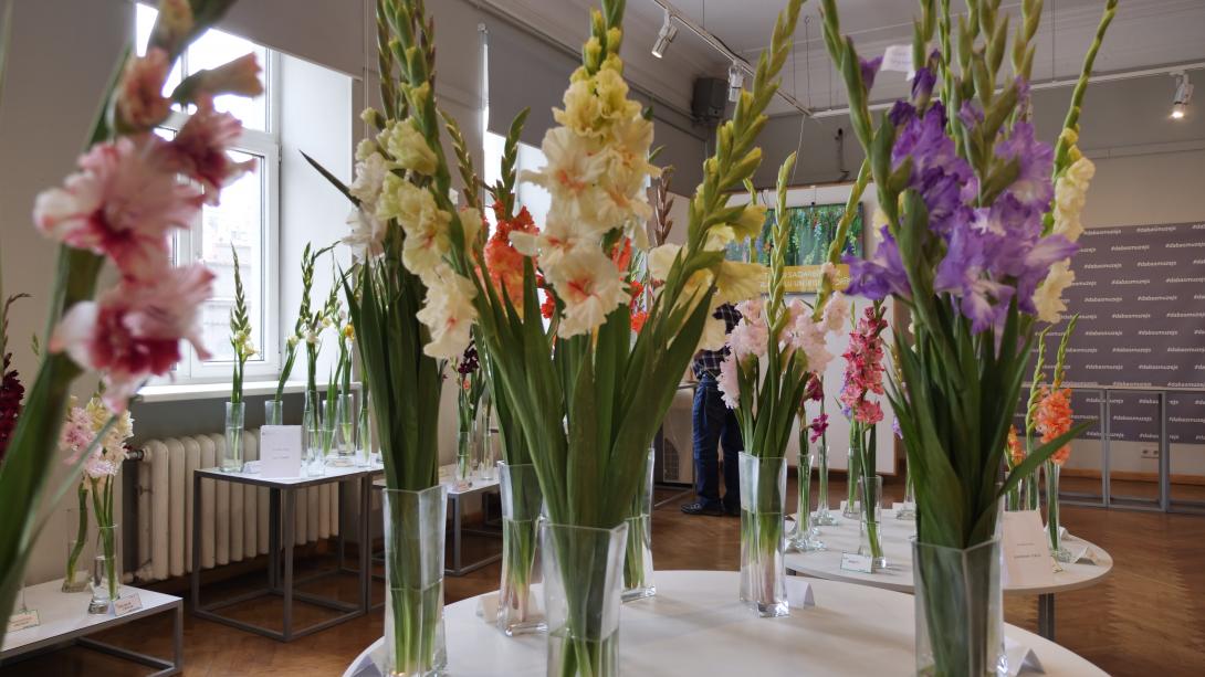Exhibition "Gladiolus 2019"