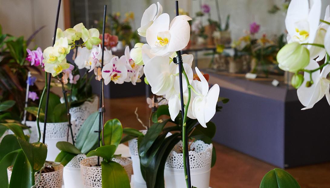 Exhibition "Orchids and other exotics plants 2019" 