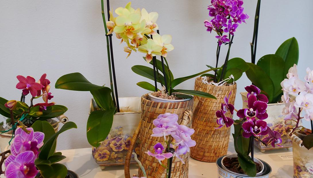Izstāde „Orhidejas un citi eksotiskie augi 2019”