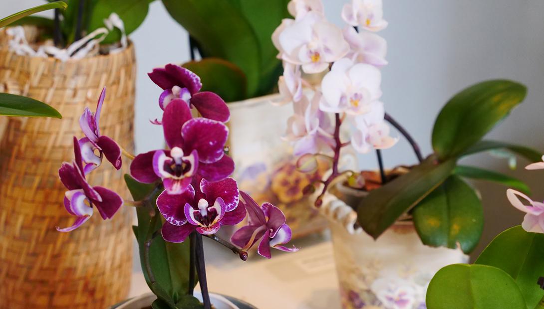 Izstāde „Orhidejas un citi eksotiskie augi 2019”