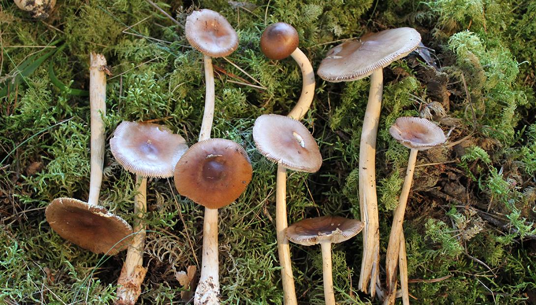 Mushroom exhibition 