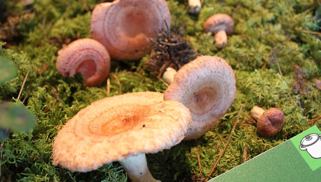 Mushroom exhibition 