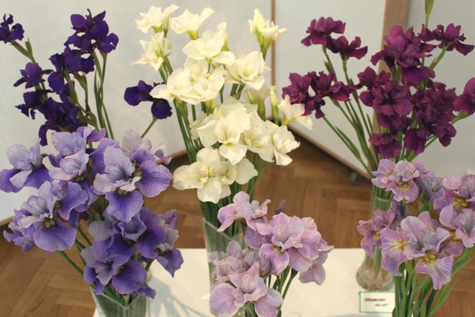 Exhibition "Irises in Latvia 2016"