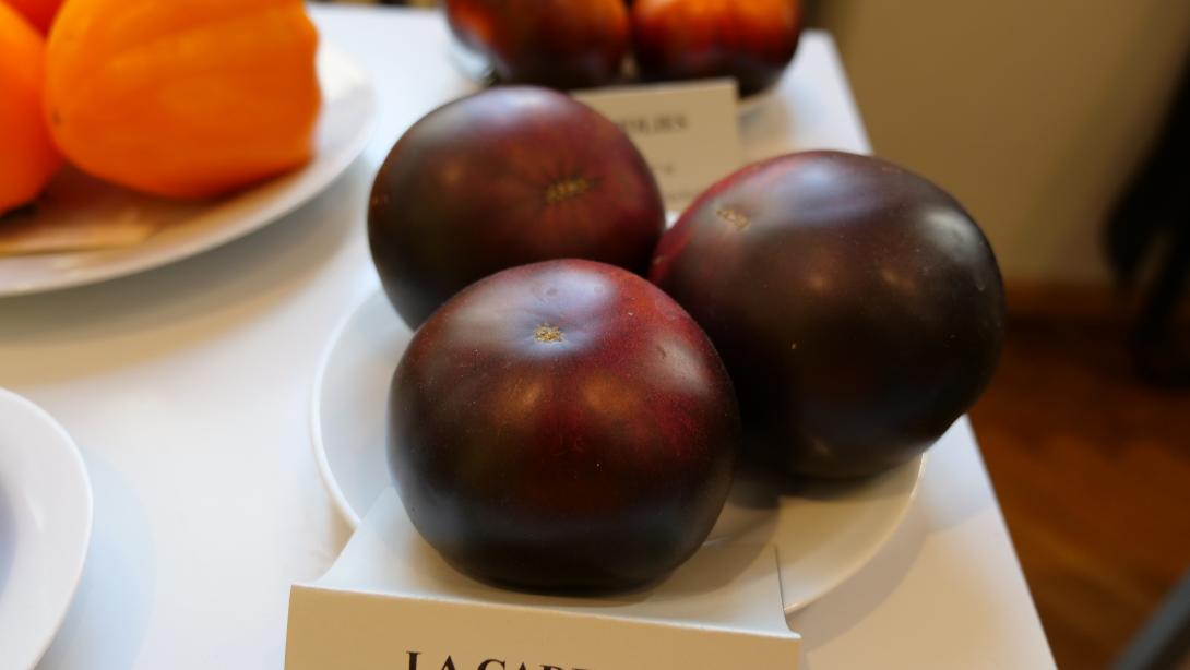 Exhibition "Tomatoes 2020"