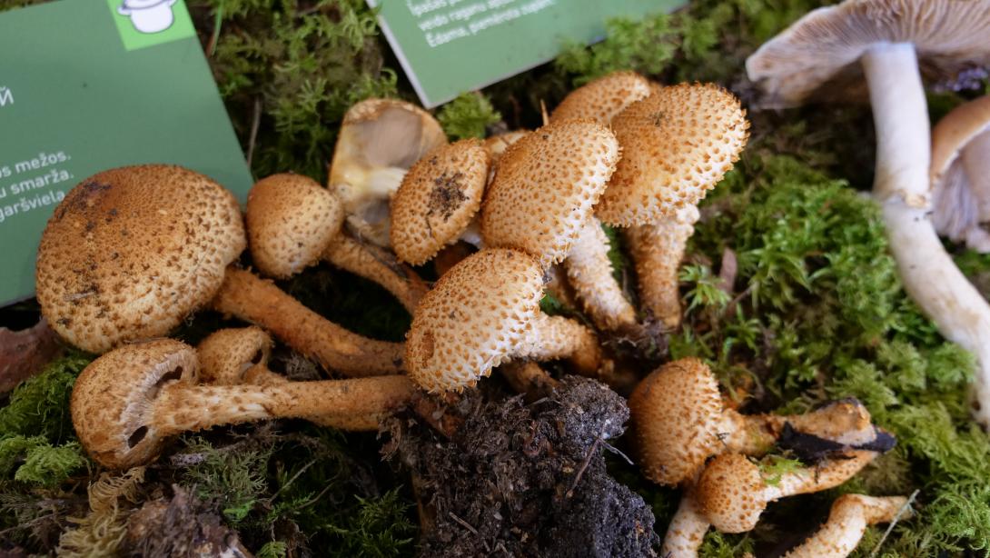 Mushroom exhibition 2020