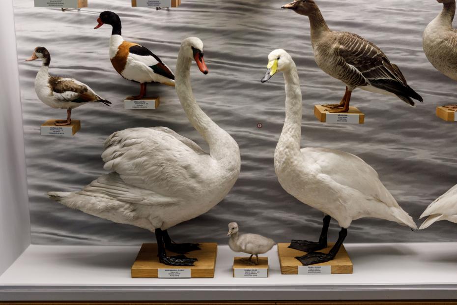 Exhibition "Birds of Latvia"
