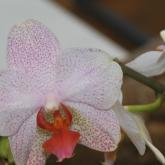 Izstāde „Orhidejas un citi eksotiskie augi 2017”