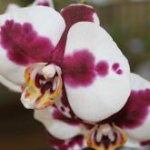 Exhibition "Orchids and other exotics plants 2017" 