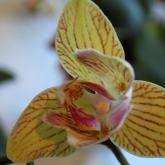 Exhibition "Orchids and other exotics plants 2017" 