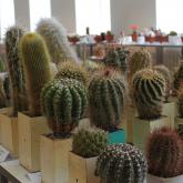 Exhibition "Cacti and other succulents 2015"