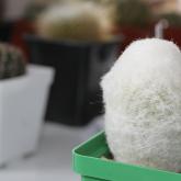 Exhibition "Cacti and other succulents 2016"