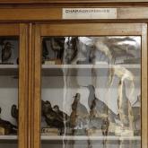 The Latvian Museum of Natural History Zoological collection 