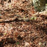 Во время экскурсии ищем следы, оставленные различными животными ( на изображении - обгрызанные шишки). 