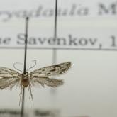 Энтомологическое собрание Латвийского музея природы 