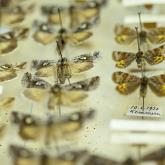 Latvijas Dabas muzeja entomoloģiskais krājums
