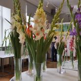 Exhibition "Gladiolus 2019"