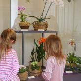 Выставка «Орхидеи и другие экзотические растения 2019»