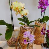 Выставка «Орхидеи и другие экзотические растения 2019»