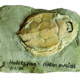 The Latvian Museum of Natural History Palaeontological collection 