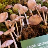 Mushroom exhibition 2022