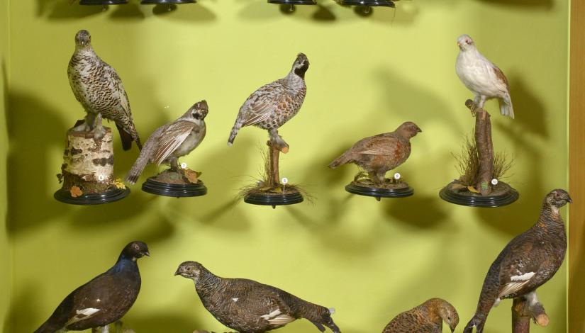 Коллекция аберрантных птиц Т. Лоренца в экспозиции «Птицы Латвии» Латвийского Музея природы.