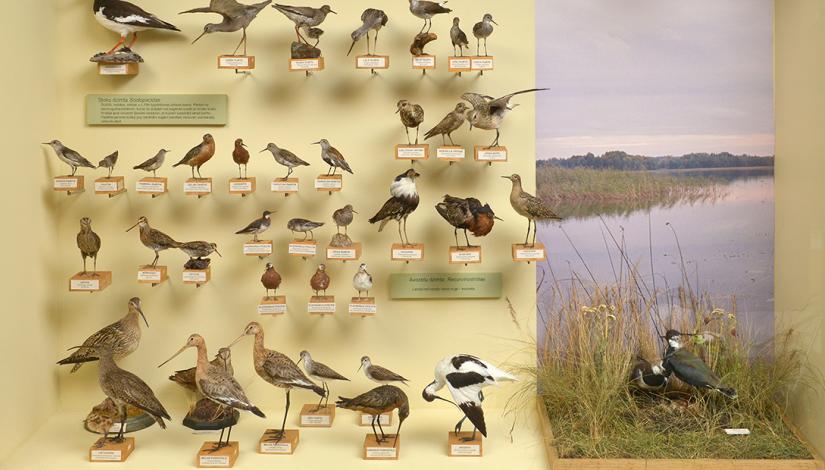 Exhibition "Birds of Latvia”