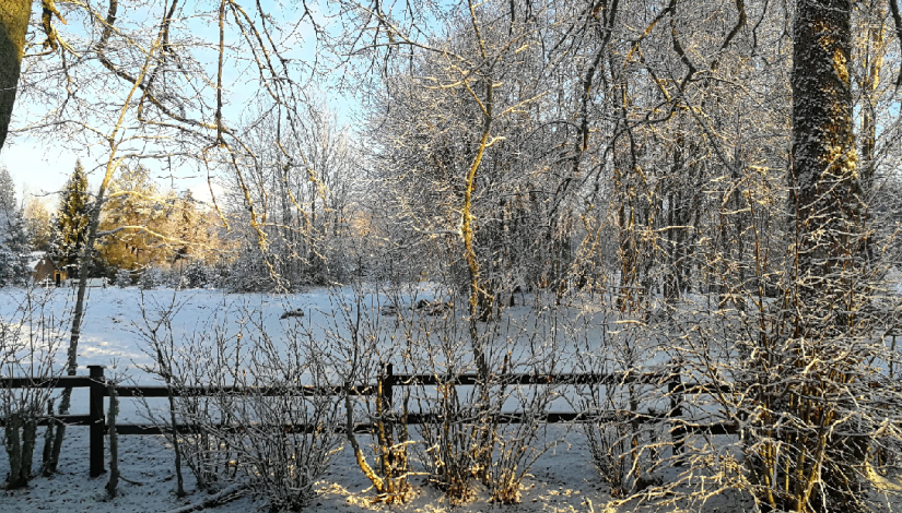 Зима в лесу 
