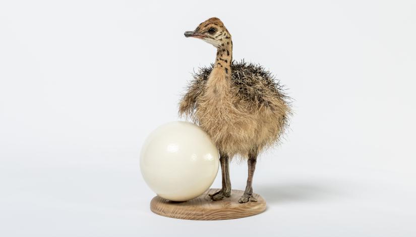 Common ostrich chick and egg. LNMNH zoological collection.