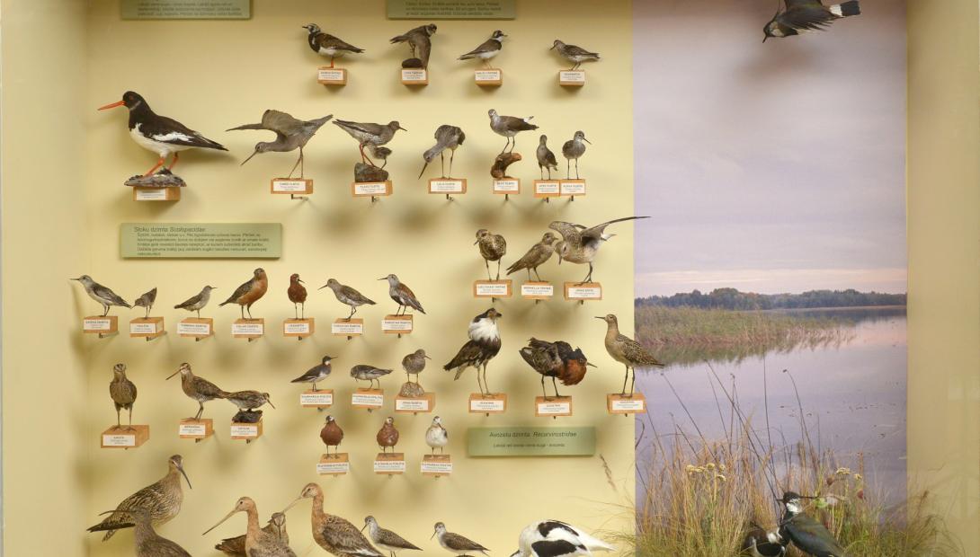 Латвийский музей природы. Выездное занятие «Птицы Латвии»