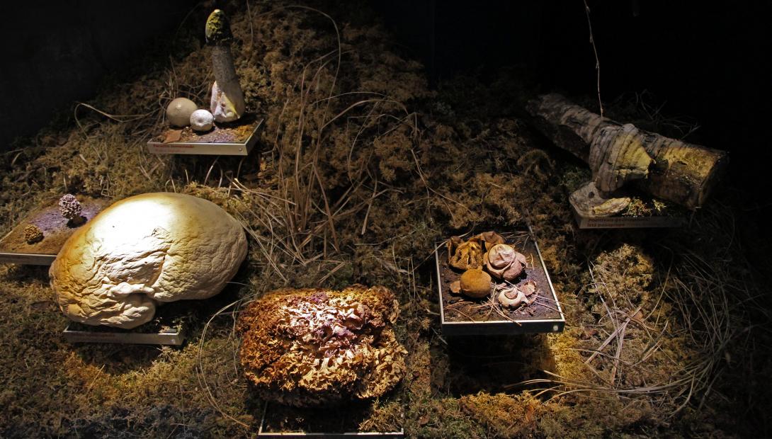 Латвийский музей природы. Выездное занятие «Разнообразие мира грибов»