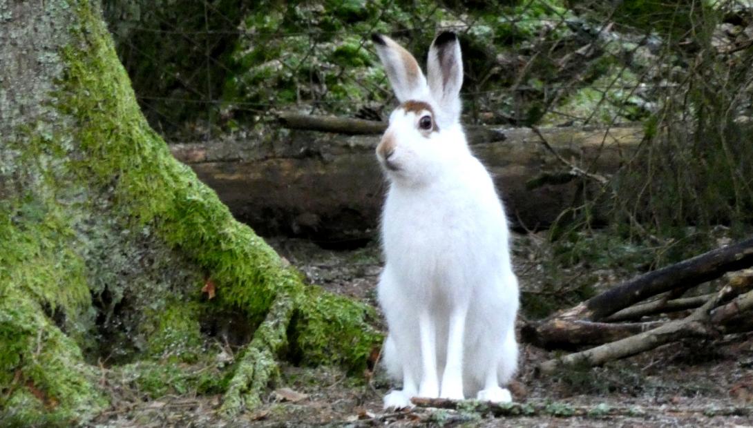Животными года 2021 заяц-русак и заяц-беляк | Латвийский Национальный музей  природы